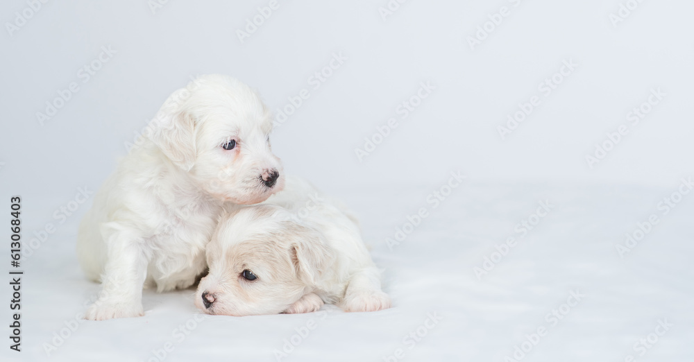 Poster two tiny bichon frise puppy lying under white blanket on a bed at home. empty space for text