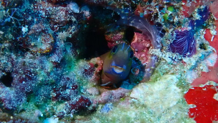 Unterwasserleben, Fisch