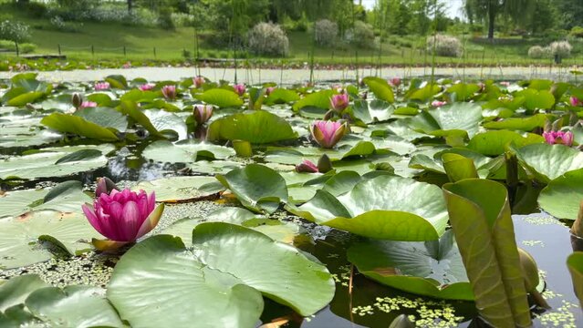 4K Movie: Light red waterlily (Nymphaea laydekeri purpurata, スイレン) blooming in a pond in early summer when Lurid Damselflies are dancing.