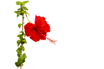 red flowers hibiscus local flora of asia arrangement flat lay postcard style