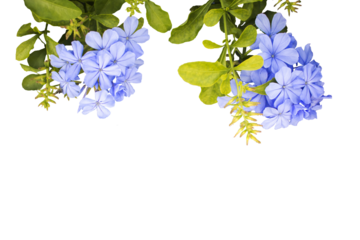 blue flowers local flora of asia arrangement flat lay postcard style