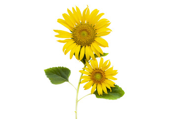 yellow flowers sunflowers arrangement flat lay postcard style 