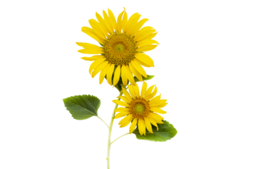 yellow flowers sunflowers arrangement flat lay postcard style 