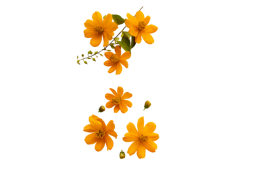 orange flowers cosmos local flora of asia arrangement flat lay postcard style