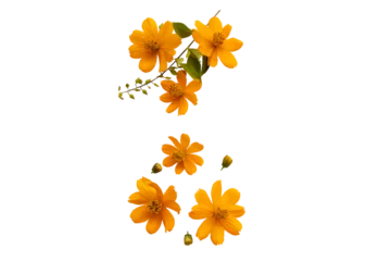  orange flowers cosmos local flora of asia arrangement flat lay postcard style © phenphayom