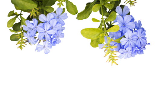 blue flowers local flora of asia arrangement flat lay postcard style - Powered by Adobe