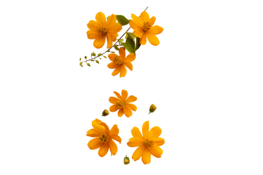 orange flowers cosmos local flora of asia arrangement flat lay postcard style - Powered by Adobe