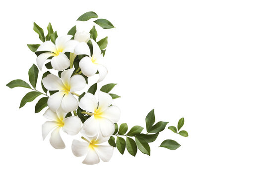 Fototapeta white flowers frangipani local flora of asia arrangement flat lay postcard style