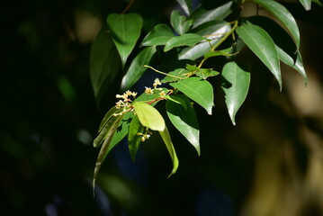 Leaf of Cinnamomum verum, also know as Cinnamomum zeylanicum, colloquially call true cinnamon tree or Ceylon cinnamon tree, is a small evergreen tree belonging to the family Lauraceae