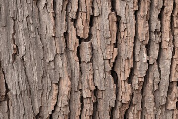Fototapeta premium Tree bark background