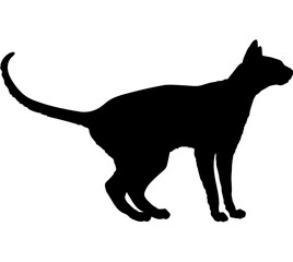 Oriental Shorthair cat silhouette cat breeds vector 