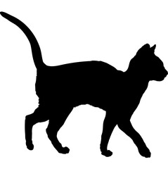 Abyssinian cat silhouette cat breeds vector 