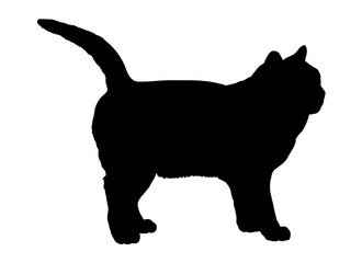 British Shorthair cat silhouette cat breeds vector 