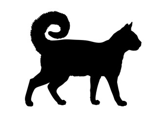 American Ringtail cat silhouette cat breeds vector 