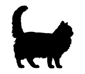 Chantilly-Tiffany cat silhouette cat breeds vector 