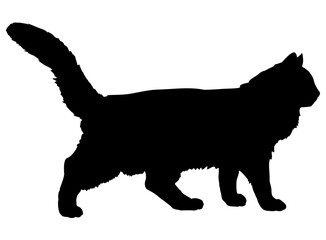 Aphrodite Giant cat silhouette cat breeds vector 