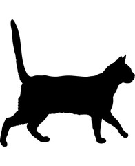 Brazilian Shorthair cat silhouette cat breeds vector 