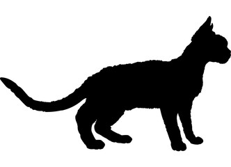 Devon Rex cat silhouette cat breeds vector 