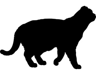 Foldex cat silhouette cat breeds vector 