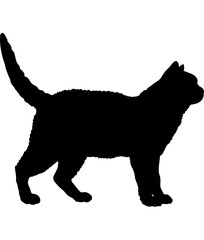 American Wirehair cat silhouette cat breeds vector 
