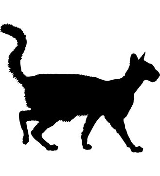  Oriental Longhair cat silhouette cat breeds vector 