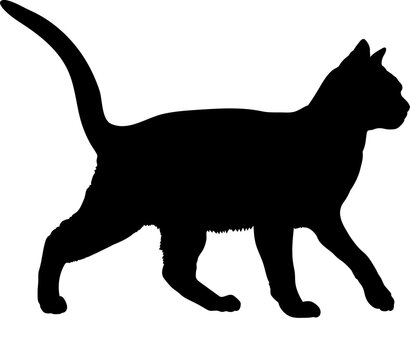 Burmese cat silhouette cat breeds vector 