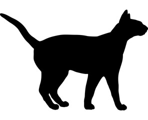 Siamese cat silhouette cat breeds vector 