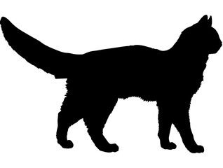Somali cat silhouette cat breeds vector 