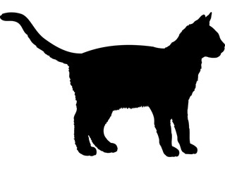 Thai cat silhouette cat breeds vector 