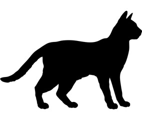 Suphalak cat silhouette cat breeds vector 