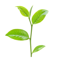 tea leaf isolated on transparent png