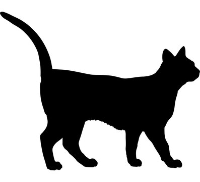 Sam Sawet cat silhouette cat breeds vector 