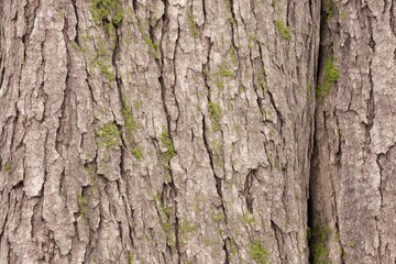 Obraz premium Tree bark background