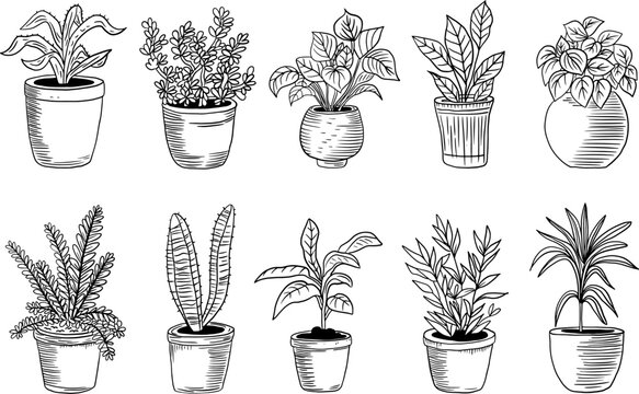 Set of house plant isolated. Vector linear sketch house plant pot illustration. Illustration of houseplants, indoor and office plants in pot.