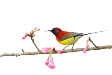 Mrs. Gould's Sunbird or Aethopyga gouldiae, beautiful bird isolated perching on branch with transparent background, Wild Himalayan Cherry.