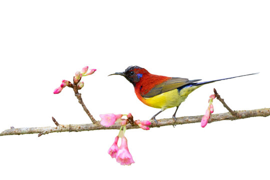 Mrs. Gould's Sunbird or Aethopyga gouldiae, beautiful bird isolated perching on branch with transparent background, Wild Himalayan Cherry.