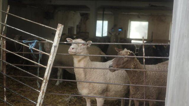 Sheep Standing in a Poor Stable, Camly Looking into the Camera, Finland, Scandinavia,