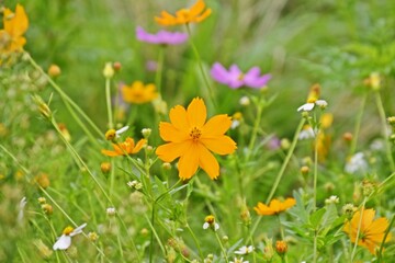 Multi-colored flowers in the demonstration plot