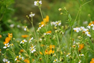 Multi-colored flowers in the demonstration plot