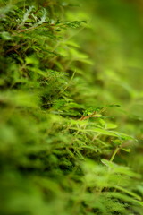 green moss in the forest