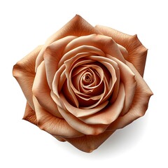 toffe brown rose flower, generative ai