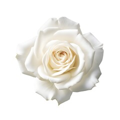 pure white rose flower isolated on white background, generative ai