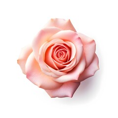 beauty of pink rose flower, generative ai