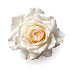 white rose flower, isolated on white, generative ai
