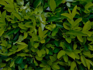 Fototapeta na wymiar Green leaves background. Close up view of green leaves texture. Green leaves background.