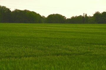 Green field. Agricultural landscape. Path in field of barley grass, green fields and sky, spring landscape