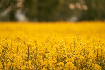 Obraz premium Blooming canola flowers close up. Rape on the field in summer. Bright Yellow rapeseed oil. Rapeseed field agriculture landscape. Canola flower field close up. Agriculture rapeseed field