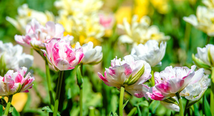 Obraz na płótnie Canvas pink tulips bloom on a green natural background 