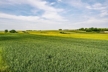 Panorama, farmland, green, sky, blue, canola, rye, oats, countryside, clouds