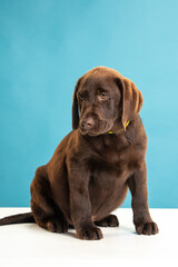 Chocolate Labrador Retriever puppy on a uniform background